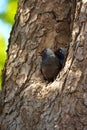 Young jackdaws Royalty Free Stock Photo