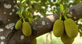 Young Jackfruit (Artocarpus heterophyllus) Growing on the Trunk of a Tropical Tree Royalty Free Stock Photo