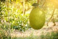 Young Jackfruit in the farm with soft light