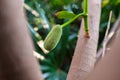 Young Jackfruit First Produce Royalty Free Stock Photo