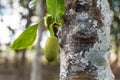 Young jackfruit growing on tree. Concept of hope and rebirth or