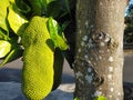 Young jackfruit. Hanging on the tree. When raw dibin vegetables. when cooked directly eaten. Usually very sweet