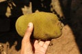 Young jackfruit held in the hand with natural light. Jack fruit used as a ingredient for dishes Royalty Free Stock Photo