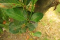 Young jackfruit infested by fung, plant disease