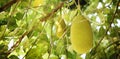 Young Jackfruit, Jack Tree. Tropical Fruit and Commonly Used in South and Southeast Asian Cuisines