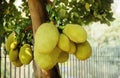 Young Jackfruit, Jack Tree. Tropical Fruit and Commonly Used in South and Southeast Asian Cuisines