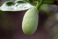 Young jackfruit, khanun-on on tree