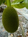 Young jackfruit is still attached to the tree Royalty Free Stock Photo