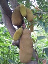 young jackfruit that still clinging to the trees Royalty Free Stock Photo