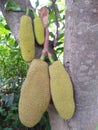 young jackfruit that still clinging to the trees Royalty Free Stock Photo