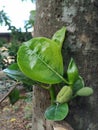 Young jackfruit on trees in tropical fruit gardens in Indonesia