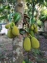 Young jackfruit on trees in tropical fruit gardens in Indonesia
