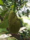 Young jackfruit