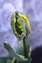 Young jagged tulip plant with dark to light green fully closed tepals with yellow edges surrounded with pointy elongated leaves