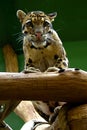 Young jaguar, friendly animals at the Prague Zoo. Royalty Free Stock Photo