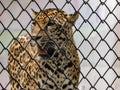 Young Jaguar Panthera onca Inside a Cage Royalty Free Stock Photo