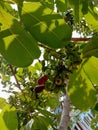 young jamblang leaves and fruit