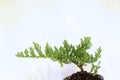 Young Japanese Bonsai Tree in Akadama Soil Mix