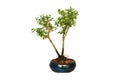 Young japanese boxthorn bonsai over white