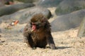 Young Japanese Macaque Royalty Free Stock Photo