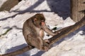 Young Japanese Macaque, macaca fuscata Royalty Free Stock Photo