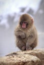 A young Japanese macaque snow monkey at Jigokudani Monkey Park in Nagano in Japan Royalty Free Stock Photo