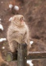 Young Japanese Macaque snow monkey Royalty Free Stock Photo