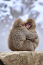 Young Japanese macaques snow monkey hugging at Jigokudani Monkey Park in Japan Royalty Free Stock Photo