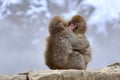 Young Japanese macaques snow monkey hugging at Jigokudani Monkey Park in Nagano in Japan