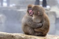 Young Japanese macaques snow monkey hugging at Jigokudani Monkey Park in Japan Royalty Free Stock Photo