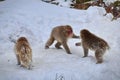 Young Japanese macaques snow monkey playing at Jigokudani Monkey Park in Japan Royalty Free Stock Photo
