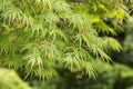 Young Japanese Maple - Acer Palmatum Dissectum, Background of green leaves Royalty Free Stock Photo