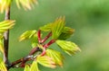 Young japanese maple tree leaves in detail Royalty Free Stock Photo