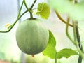 Young green net melon fruit. Royalty Free Stock Photo