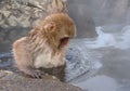 Young Japanese snow monkey entering steam bath Royalty Free Stock Photo