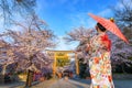 Young Japanese woman in traditional Kimono dress strolls at Hirano-jinja Shrine during full bloom cherry blossom season