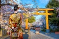 Young Japanese woman in traditional Kimono dress strolls at Hirano-jinja Shrine during full bloom cherry blossom season