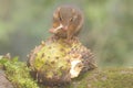 A young Javan treeshrew eating ripe soursop fruit that fell to the moss-covered ground. t