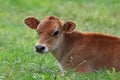 Jersey Calf Lying Down in a Field on a Farm Royalty Free Stock Photo