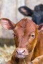 Young jersey calfs Royalty Free Stock Photo