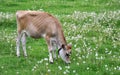 Young Jersey cow in a field with dandelions