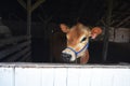 Young Jersey Dairy Cow Looks Out of Window Royalty Free Stock Photo