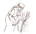 Pencil drawing. Woman with sickle reaps wheat