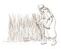 Pencil drawing. Woman with sickle reaps wheat