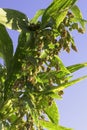 Young job`s tear on tree under blue sky