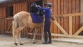 a young jockey girl puts a saddle on a calm horse near the barn