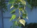 Young juicy green leaves on the branches of a birch in the sun outdoors in spring summer close-up macro Royalty Free Stock Photo