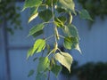 Young juicy green leaves on the branches of a birch in the sun outdoors in spring summer close-up macro Royalty Free Stock Photo