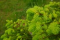 Young, juicy, green shoots on a coniferous tree close-up. The evergreen spruce tree grows intensively in the spring. Narural