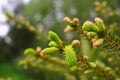 Young, juicy, green shoots on a coniferous tree close-up. The evergreen spruce tree grows intensively in the spring. Narural